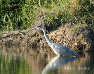 Heron cendre_5253.jpg